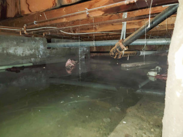 Best Local water damage restoration  in Selbyville, DE